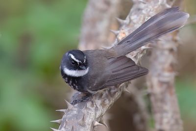 White-spotted Fantail - Witvlekwaaierstaart - Rhipidure à poitrine tachetée