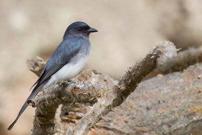 White-bellied Drongo - Witbuikdrongo - Drongo à ventre blanc