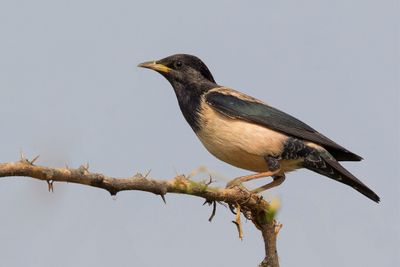 Rosy Starling - Roze Spreeuw - Étourneau roselin