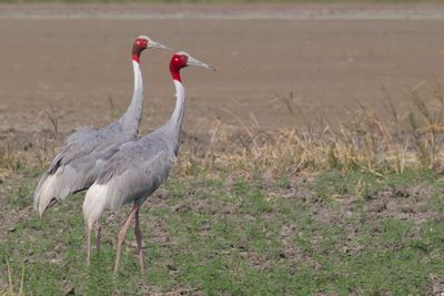 Sarus Crane - Saruskraanvogel - Grue antigone