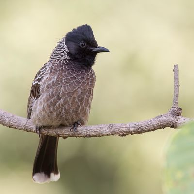 Red-vented Bulbul - Roodbuikbuulbuul - Bulbul  ventre rouge
