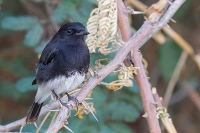 Pied Bushchat - Zwart Paapje - Tarier pie (m)