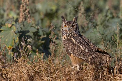 Indian Eagle-Owl - Bengaalse Oehoe - Grand-duc indien