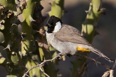 White-eared Bulbul - Witoorbuulbuul - Bulbul à oreillons blancs