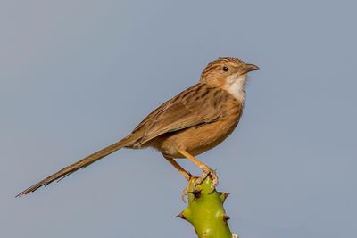 Common Babbler - Gewone Babbelaar - Cratérope indien
