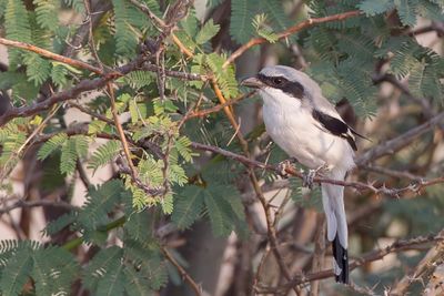 Great Grey Shrike - Klapekster - Pie-grièche grise