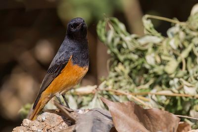 Black Redstart - Zwarte Roodstaart - Rougequeue noir (m)