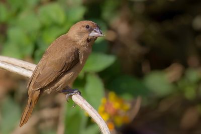 Scaly-breasted Munia - Muskaatvink - Capucin damier (j)