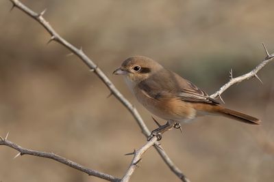 Isabelline Shrike - Izabelklauwier - Pie-grièche isabelle
