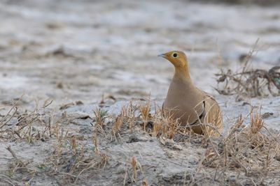 Chestnut-bellied Sandgrouse - Roodbuikzandhoen - Ganga à ventre brun (m)