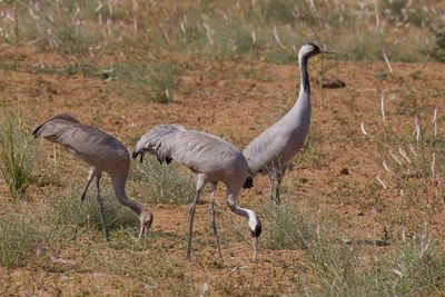 Common Crane - Kraanvogel - Grue cendre