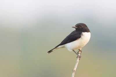 Variable Wheatear - Picatatapuit - Traquet variable (m)
