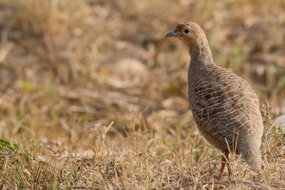 Grey Francolin - Grijze Frankolijn - Francolin gris