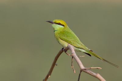 Asian Green Bee-eater - Aziatische Kleine Groene Bijeneter - Gupier d'Orient