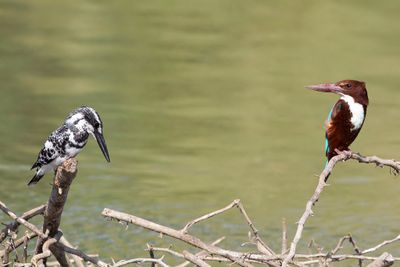 Pied and White-throated Kingfishers