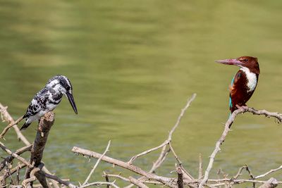 Pied and White-throated Kingfishers