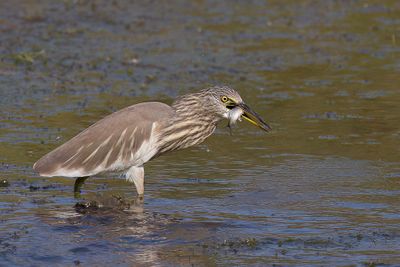 Indian Pond Heron - Indische Ralreiger - Crabier de Gray