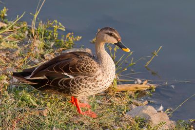 Indian Spot-billed Duck - Indische Vlekbekeend - Canard  bec tachet