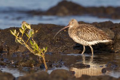 Eurasian Curlew - Wulp - Courlis cendré