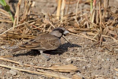 Ashy-crowned Sparrow-Lark - Grijskruinvinkleeuwerik - Moinelette croisée (m)
