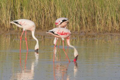 Lesser Flamingo - Kleine Flamingo - Flamant nain / Greater Flamingo - Flamingo - Flamant rose
