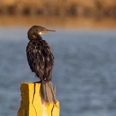 Indian Cormorant - Indische Aalscholver - Cormoran  cou brun