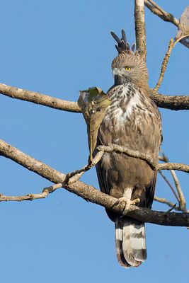 Changeable Hawk-Eagle - Indische Kuifarend - Aigle hupp