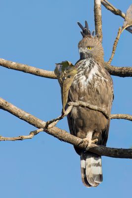 Changeable Hawk-Eagle - Indische Kuifarend - Aigle huppé