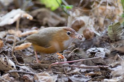 Tawny-bellied Babbler - Roodbuikboomtimalia - Timalie à ventre roux