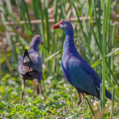 Grey-headed Swamphen - Grijskoppurperkoet - Talève à tête grise
