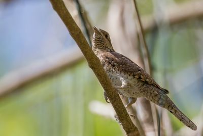 Eurasian Wryneck - Draaihals - Torcol fourmilier