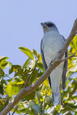 Large Cuckooshrike - Grote Rupsvogel - chenilleur de Mac
