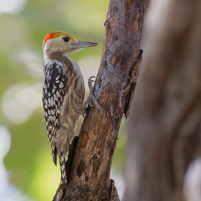 Yellow-crowned Woodpecker - Indische Bonte Specht - Pic mahratte