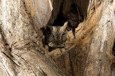 Indian Scops Owl - Indische Dwergooruil - Petit-duc indien
