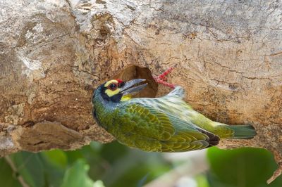 Coppersmith Barbet - Kopersmid - Barbu à plastron rouge