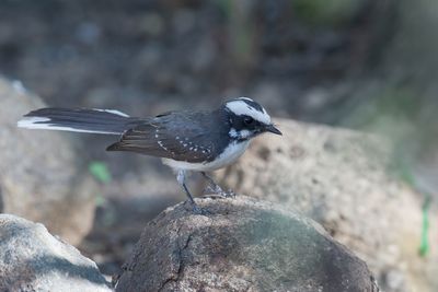 White-browed Fantail - Indische Waaierstaart - Rhipidure à grands sourcils