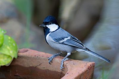 Cinereous Tit - Grijze Koolmees - Mésange indienne