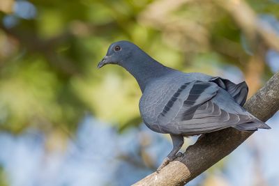 Rock Dove - Rotsduif - Pigeon biset