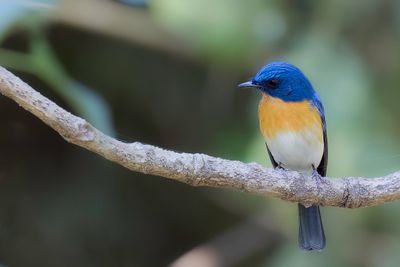 Tickell's Blue Flycatcher - Tickells Niltava - Gobemouche de Tickell (m)