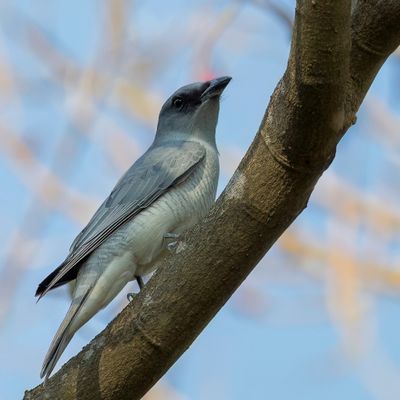 Large Cuckooshrike - Grote Rupsvogel - Échenilleur de Macé
