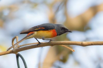 Small Minivet - Kleine Menievogel - Minivet oranor (m)