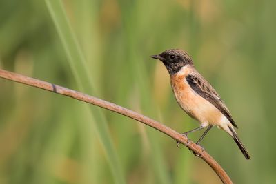 Siberian Stonechat - Aziatische Roodborsttapuit - Tarier de Sibérie
