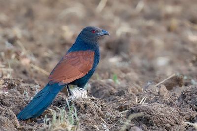 Greater Coucal - Chinese Spoorkoekoek - Grand Coucal