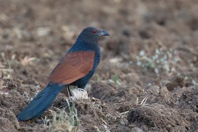 Greater Coucal - Chinese Spoorkoekoek - Grand Coucal