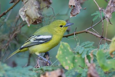Common Iora - Gewone Iora - Petit Iora