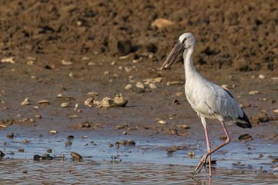 Asian Openbill - Indische Gaper - Bec-ouvert indien