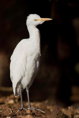 Eastern Cattle Egret - Oostelijke Koereiger - Gardeboeuf d'Asie