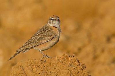 Birds of Ethiopia 2016