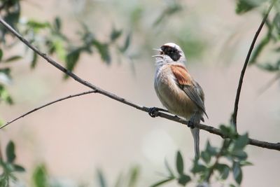 Eurasian Penduline Tit - Buidelmees - Rémiz penduline