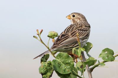 Corn Bunting - Grauwe Gors - Bruant proyer